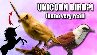 Obscure Facts Neotropical Bellbird 10 Facts Youve Never Heard