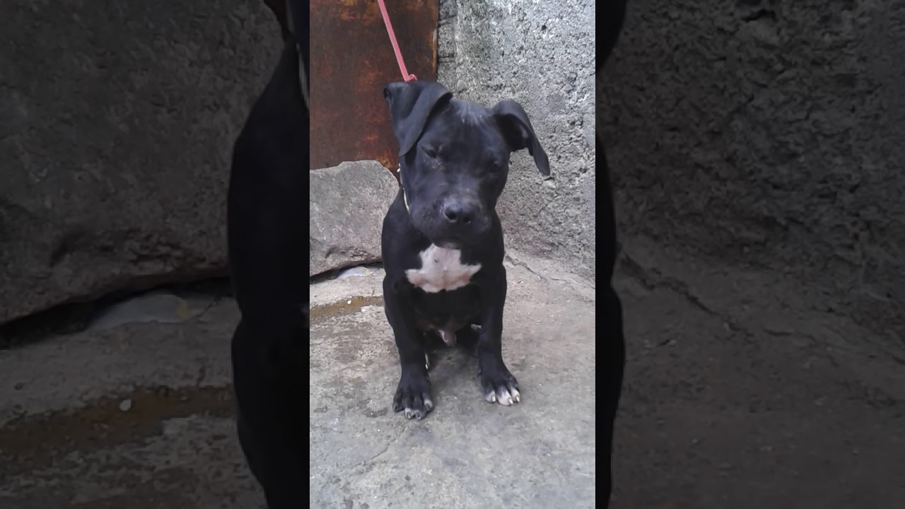 real american pitbull terrier real american pitbull terrier