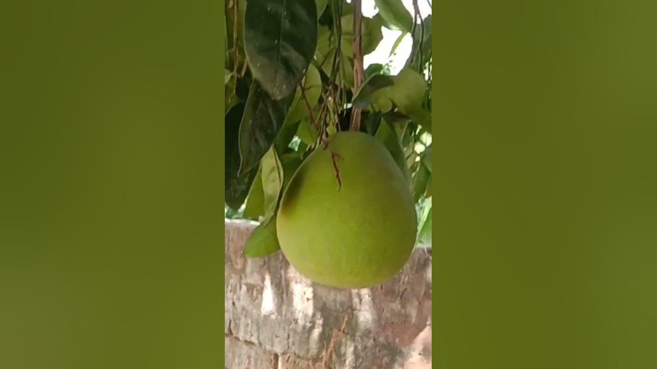 chakotra fruit 🍑nature sweet explore YouTube