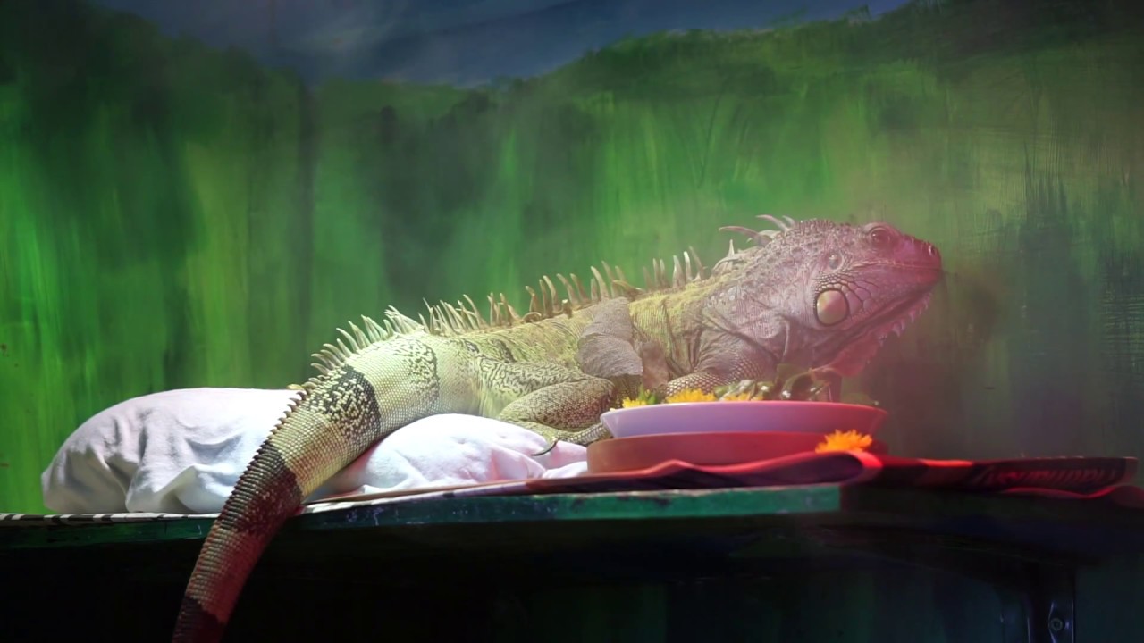Foster Iguana Eating Dandelion Flowers May 16, 2018 YouTube