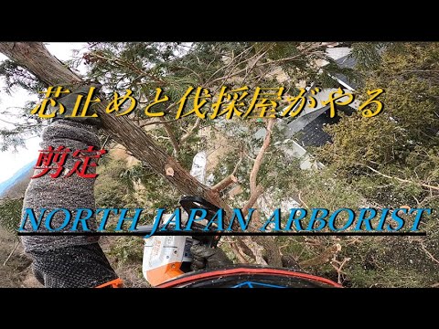 伐採やります