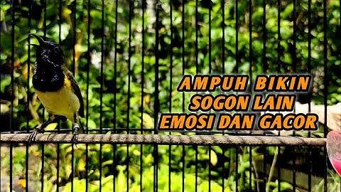BUKTIKAN!! CUKUP 1 MENIT SEMUA SOGON PASTI IKUT BUNYI DAN GACOR