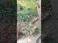 new short video #viral #hindi #new #youtube #purulia