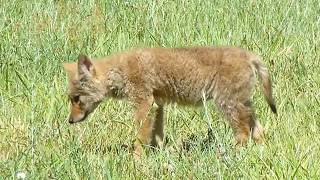 Coyote Pup Howl