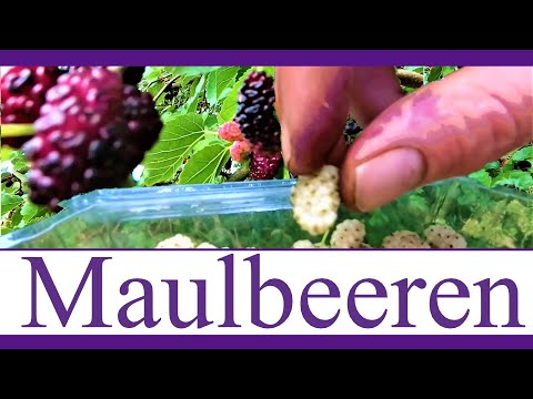 Video: Maulbeere - Nützliche Eigenschaften Und Verwendungen