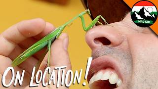 Megdöbbentő imádkozó sáska támadás Costa Ricában | Coyote Peterson extrém élménye