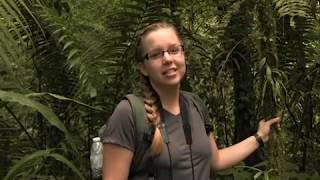 Exploring the Rainforest