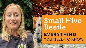WHAT You Need to Know About the SMALL HIVE BEETLE - How ID, Traps, Prevention, Slime Outs & MORE