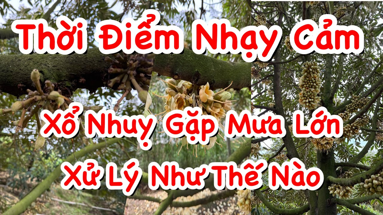 TẬP 154. THỜI ĐIỂM NHẠY CẢM: XỔ NHUỴ GẶP MƯA LỚN XỬ LÝ NHƯ THẾ NÀO? (NGUYỄN PHI ÂĐD)