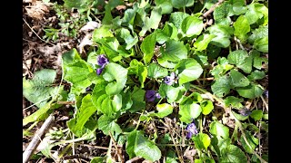 VIOLET PLANTS