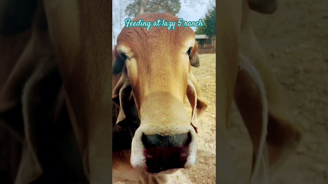 Feeding animals at lazy5ranch/3.5 mile safari ride 