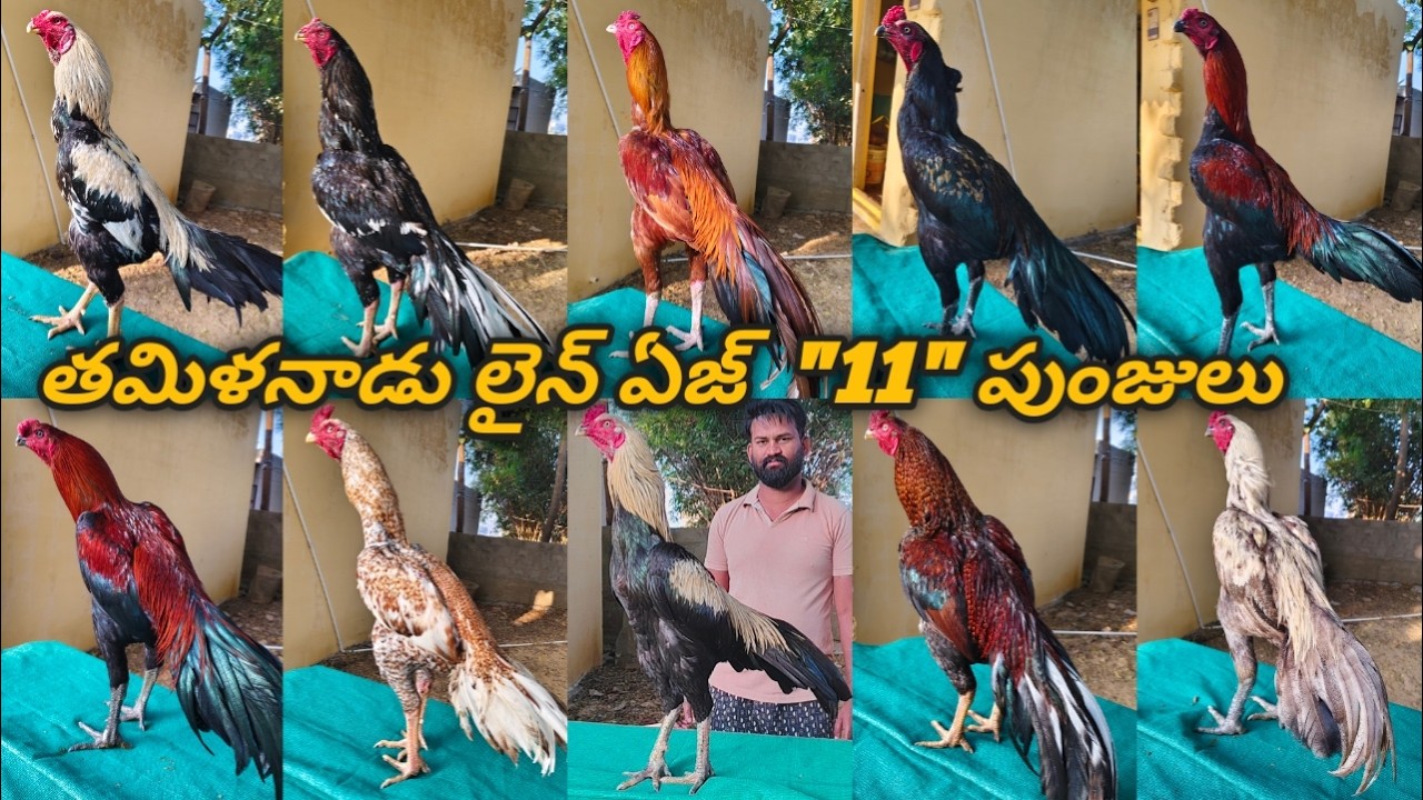 తమిళనాడు లైన్ ఏజ్  