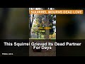 This Squirrel Grieved Its Dead Partner For Days
