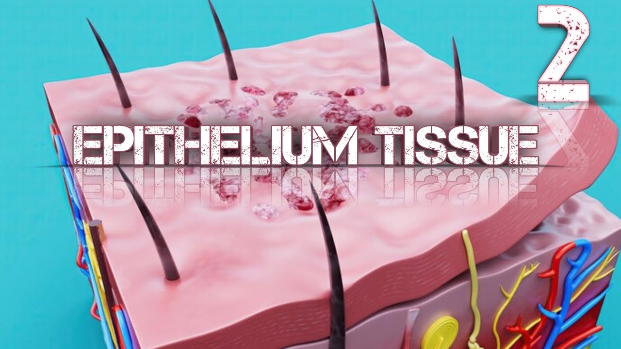 شرح 2 epithelial tissue