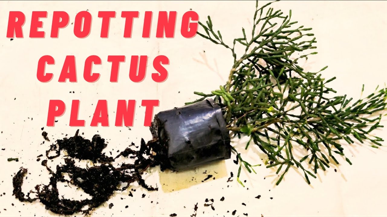 HOW TO REPOT DANCING BONES CACTUS || PROPAGATION OF DANCING BONES