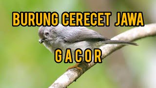 Burung Cerecet Jawa Gacor | Burung Cerecet Jawa