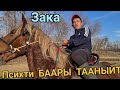 ЗАКА ПСИХ менен чыкты 😱баары тааныйт дейт