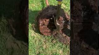 Preparing Pot Bound Tree for Planting
