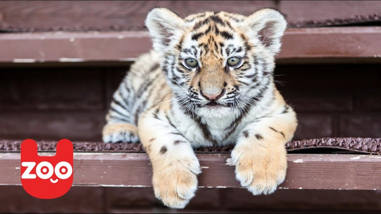 Baby Tiger Cubs: SO CUTE 