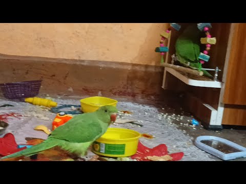 Hamara mitthu Masti kar raha#trending #viralvideo #talkingparot #birds #youtube #newvideo #parrot #