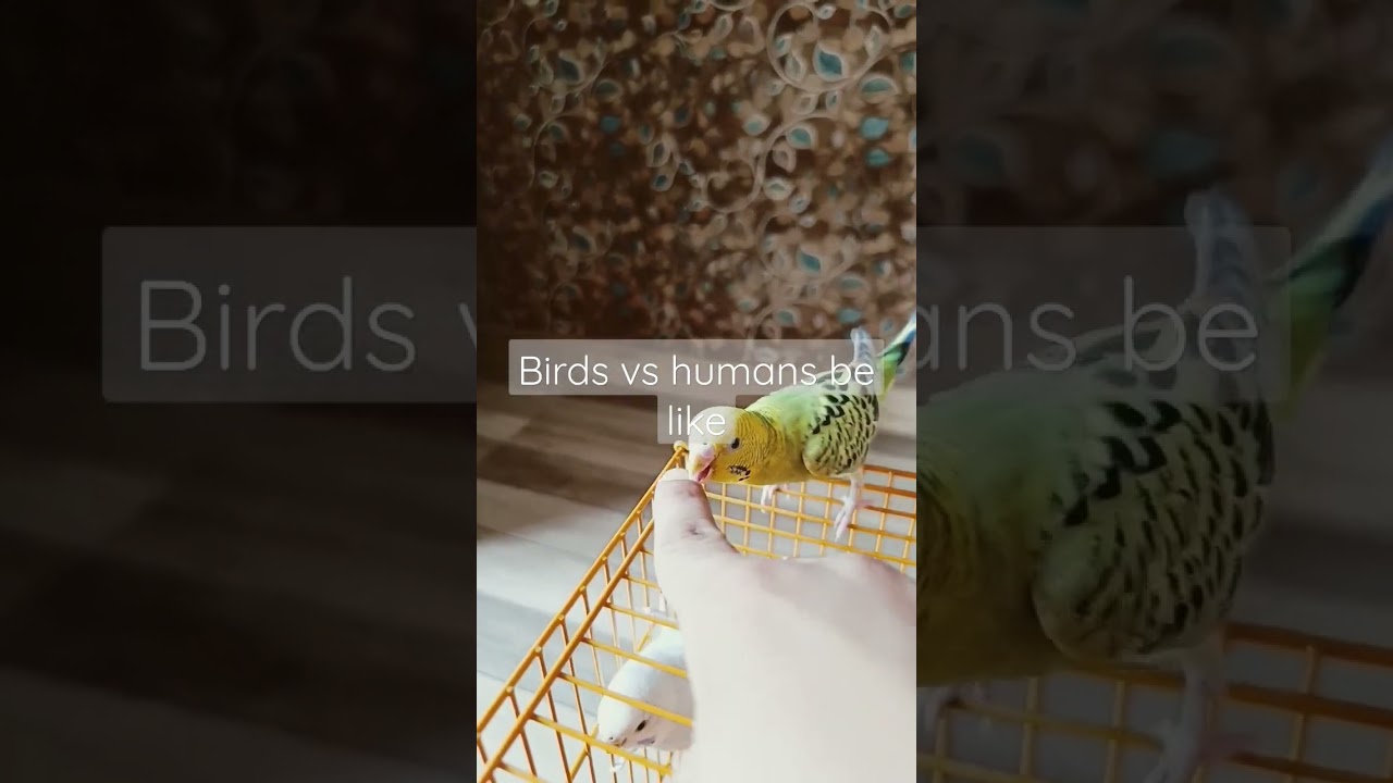 Does your bird does it? 