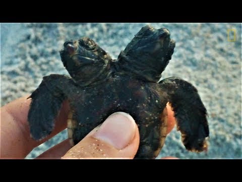 海灘驚見雙頭海龜寶寶《國家地理》雜誌