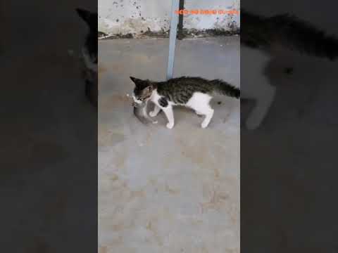 Video Mèo đuổi bắt chuột rất kịch tính - youtube