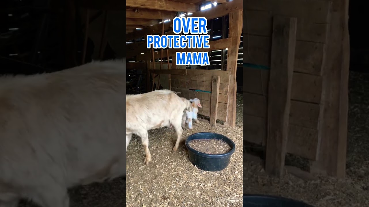 Over protective mama 🐐😮goat 