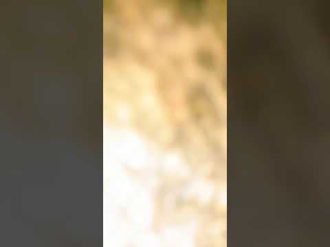 اهداب في جبل النور