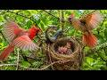 Northern Cardinal: 35 Days From Egg to First Flight | Hidden Nest Survival