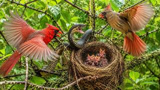 Northern Cardinal: 35 Days From Egg to First Flight | Hidden Nest Survival
