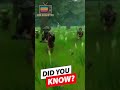 Only real gamers will get this right 🎮🔥Pause the video, guess the game, then check the answer!