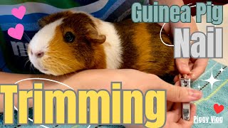 (Piggy Vlog) Guinea Pig Nail Trimming! 20240402 EP53