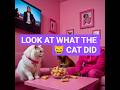 **`#cat #pitbull #pink #funny #viral #shorts #cuteanimals #dogsofyoutube🐕 #catsoft #fierceproject#