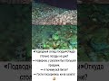 «Подводный склад посуды» #юмор #ржач #прикол #шуточное #анекдоты #мемас #ржака #смешновидео #смех
