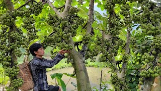 Picking giant figs to sell, clearing the grass around the house. Triệu Văn Tính