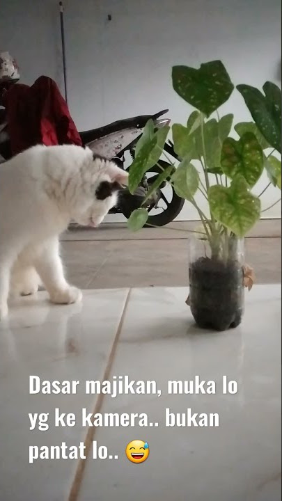 Hadeh, majikan pamer pantat nih.. 😅😅😅 #shorts #cat #cats #catlover #cutecat