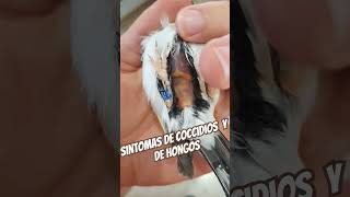 SINTOMA DE COCCIDIOS Y HONGOS