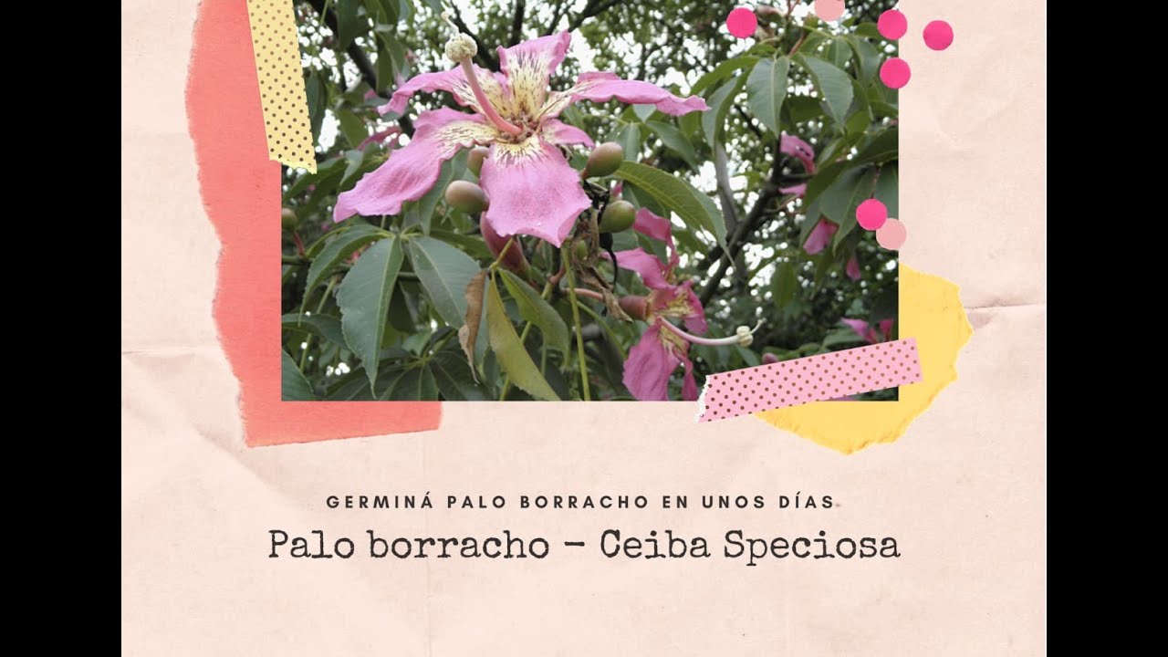 Germina semillas de Palo borracho en pocos días - Ceiba speciosa