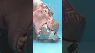 Fighter Jet Helmet vs Animals 😱 कौन तोड़ पाया ये Strong Helmet? 🪖🐾 #shorts #facts