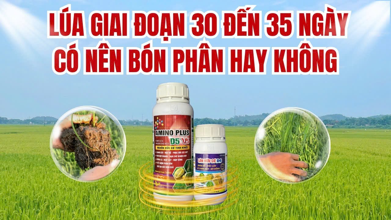 Lúa 30 ngày sau sạ bón phân hay không bón, giải pháp nào tốt nhất? Giảm phân bón? giảm chi phí?
