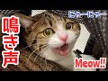 【猫の鳴き声】愛猫うなぎの可愛い鳴き声特集!!①【おしゃべり猫】vol.200