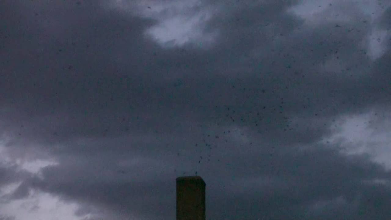 Chimney Swift roost in Shepherdstown, West Virginia 