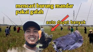 mencari burung mandar  di sawah