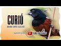 CURIÓ GOIANA SUPER CLÁSSICO COM INTERVALO  (ÓTIMO PARA ENCARTE DE FILHOTE) Tube Pássaros