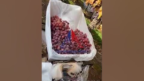 Công việc farms tại Robinvale Úc kiếm 300 đô Úc/ ngày– HÁI NHO CUỐI VỤ