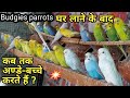 Australian parrots breeding problems | Hindi/Urdu