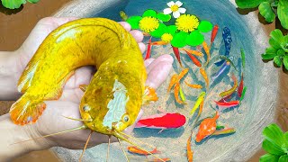 Amazing Catch Catfish In Mini Ponds, Clownfish, Peacock Spiny Fish, Puffer Fish, Ornamental Fish