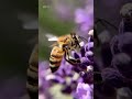 Honey Bee #nature #upsc #wildlife #mountains #environmentandecology #animals #Environment #Bee