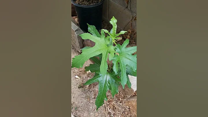 What is this little tree? Mulberry or fig? TIA ✌️ - DayDayNews